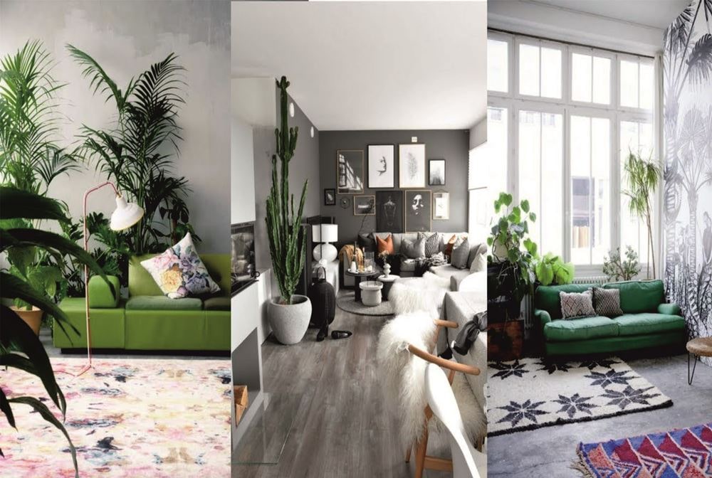 Дизайн комнатных растений в интерьере квартиры (с фото)